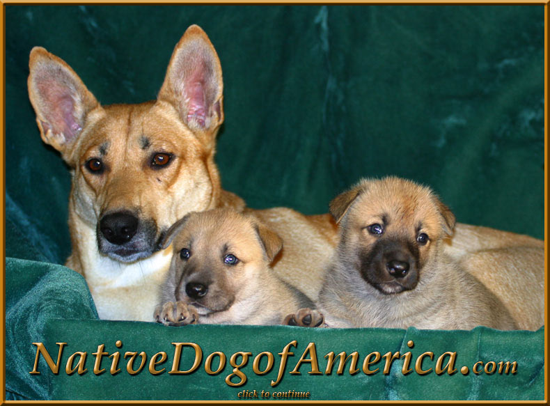 Carolina Dogs of America Logo