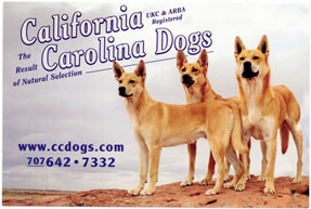 California Carolina Dogs