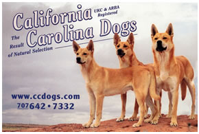 California Carolina Dogs