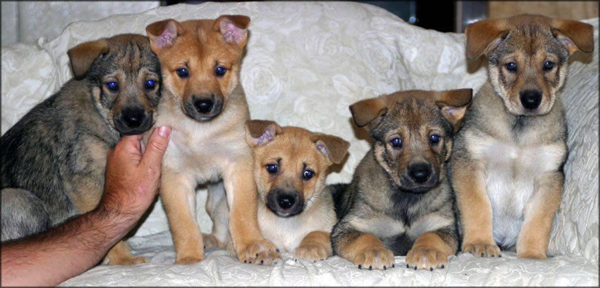 are bones safe for carolina dog puppies