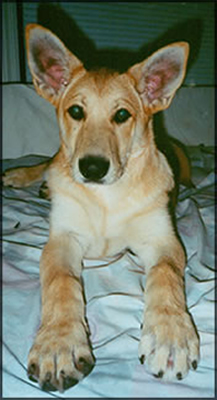 California Carolina Dog Breeders Connection