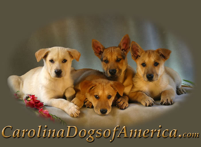 Carolina Dogs of America Logo