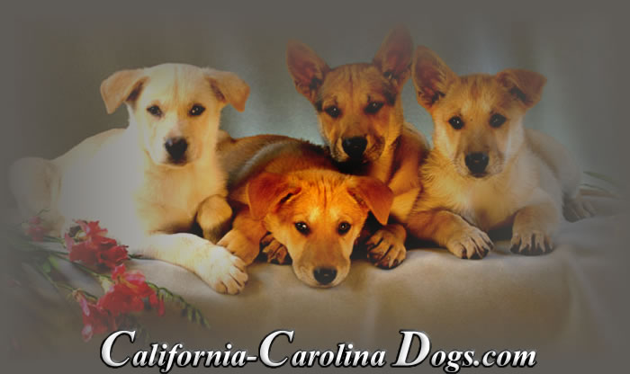 California Carolina Puppies