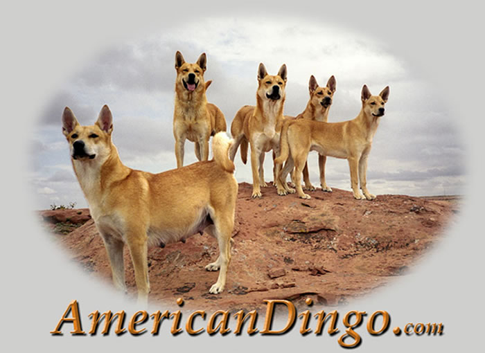 american dingo puppies